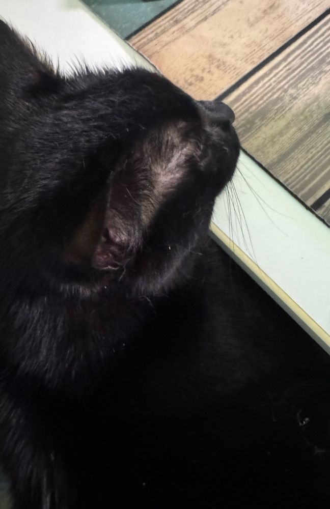 Sophie, my black older female cat