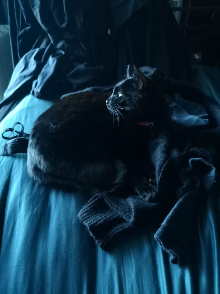 Black cat curled up on top of a pile of black clothing very well camouflaged 