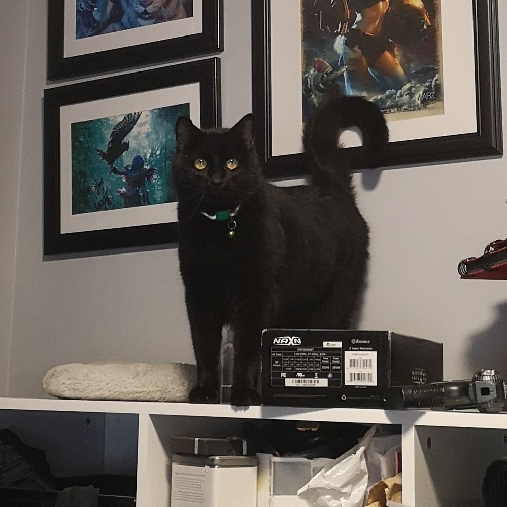 Large black house cat standing on a shelf, eyes wide as marbles