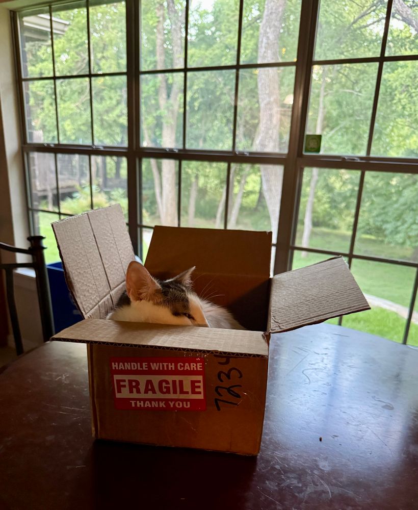 Tuxedo cat lays in a box marked "fragile"