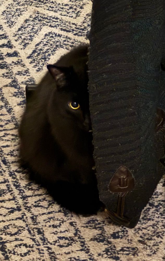 Cat hiding behind a sweater thinking I can’t see him 