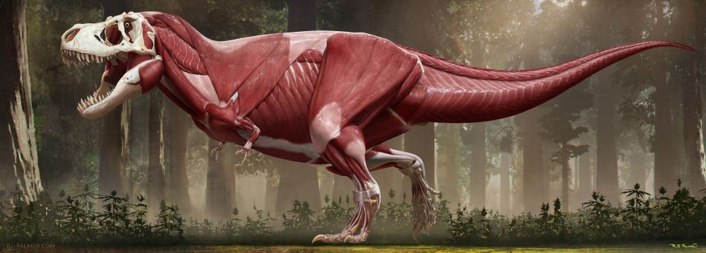painting of a T. rex without skin