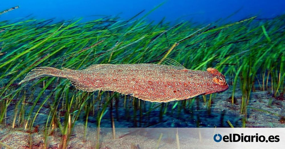 Tras El Hierro, ¿qué parques nacionales le faltan a España? "En el mar es donde hay más deficiencias"