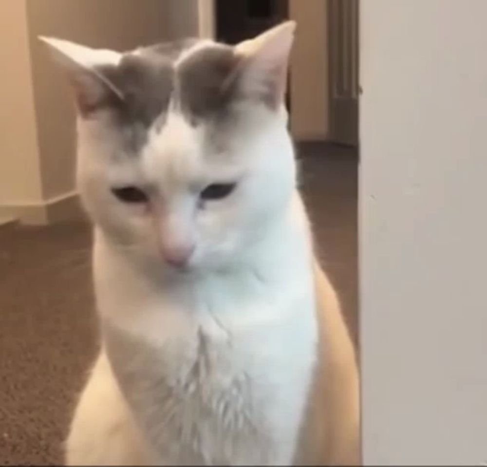 a white cat with a gray spot on its head is sitting on the floor .