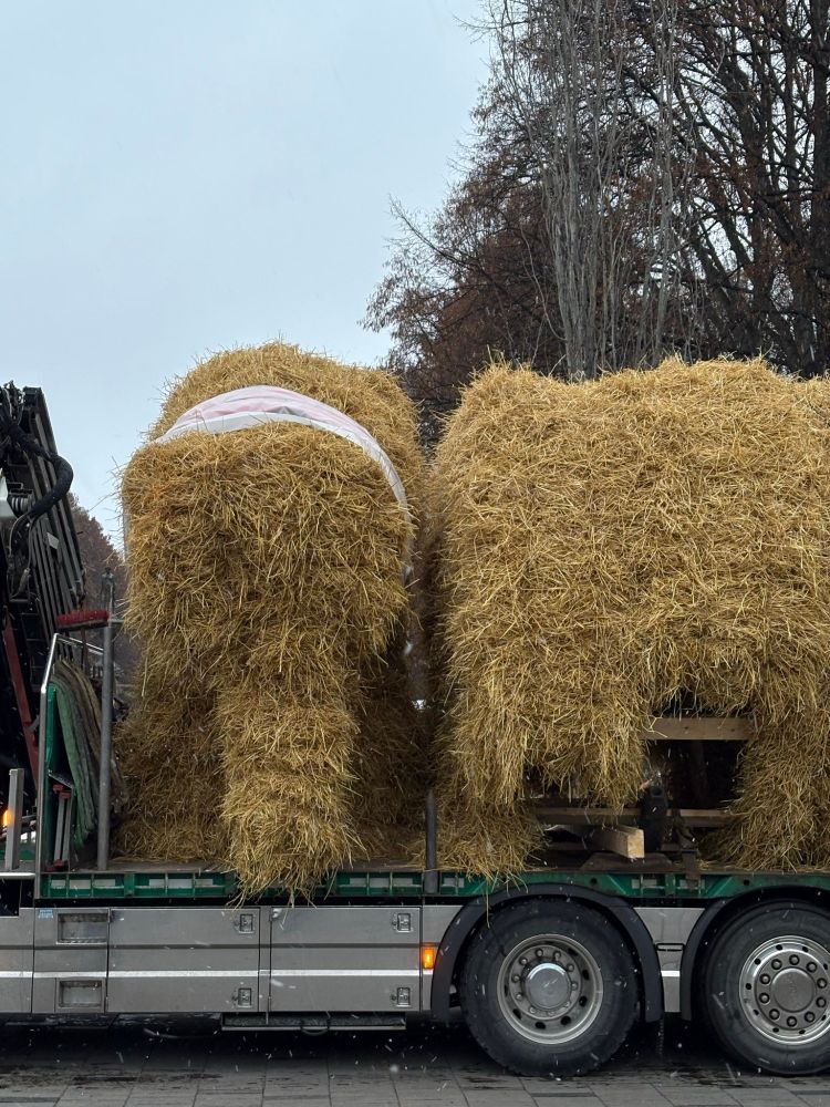 Big strawbock in the middle of being build. Here you can see part of its strawbody.