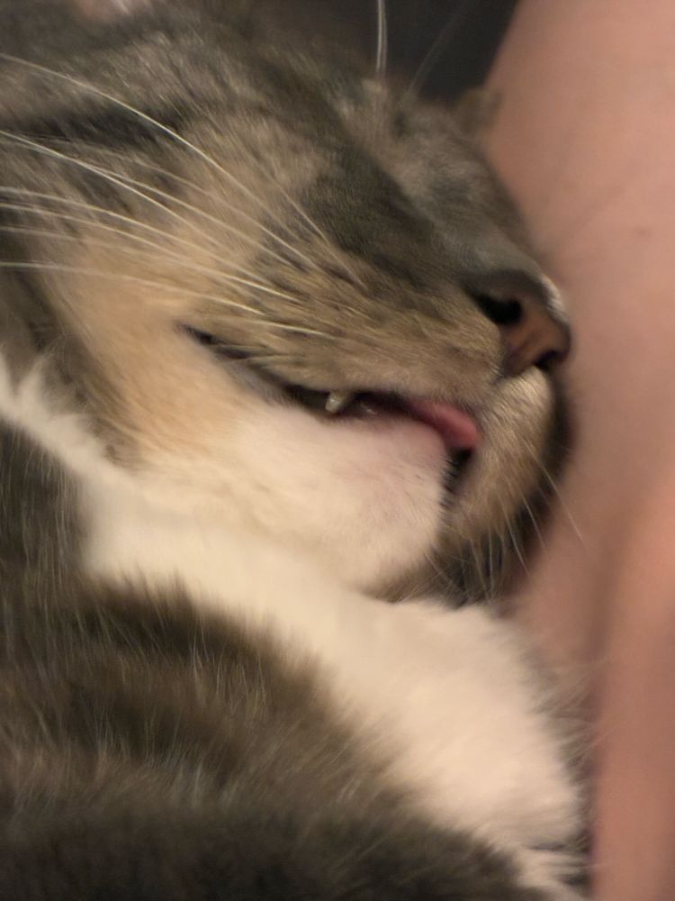 A gray, white, and orange cat named Winston Churchill sleeping with his tongue out for Tongue Out Tuesday.  