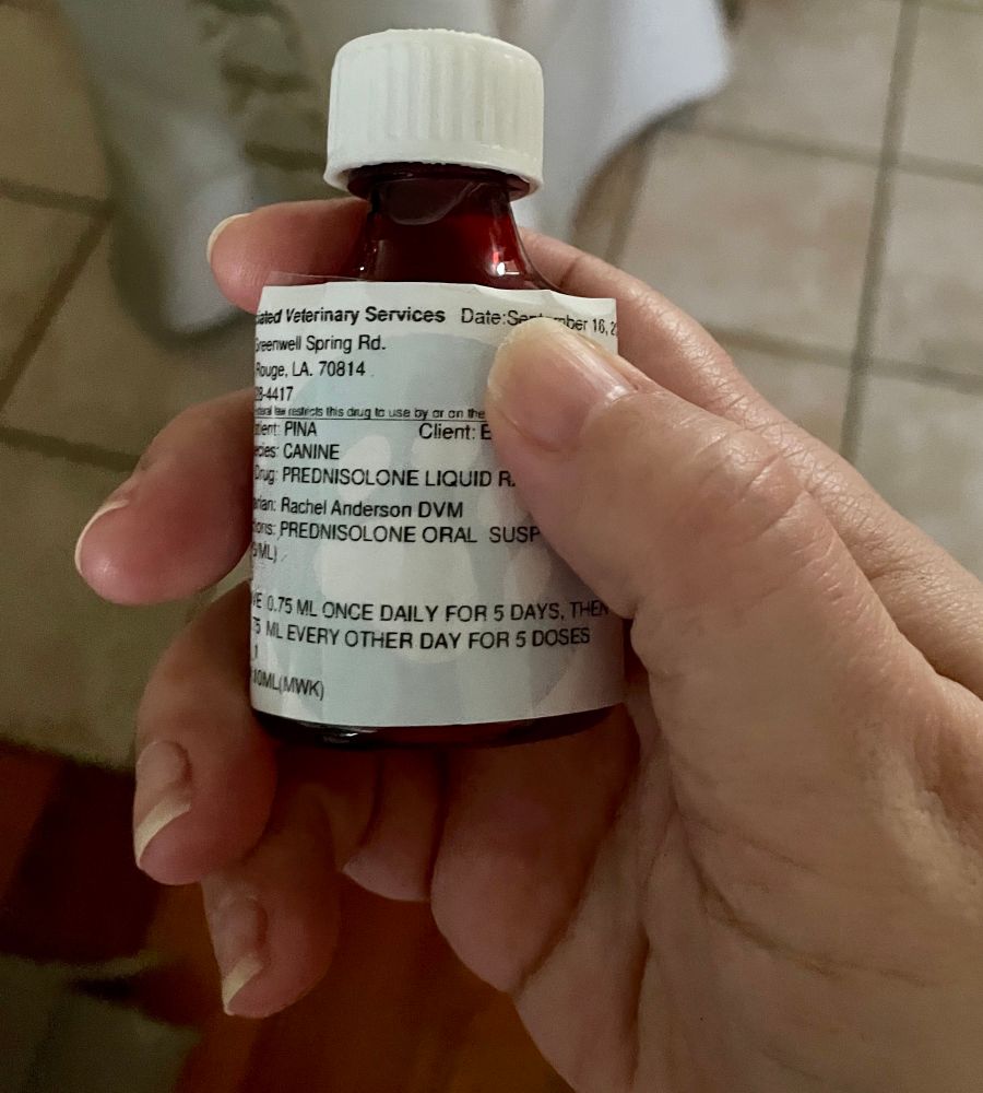 In my hands is a tiny orange cough medicine type bottle that has liquid prednisone in it for my mom’s chihuahua Piña