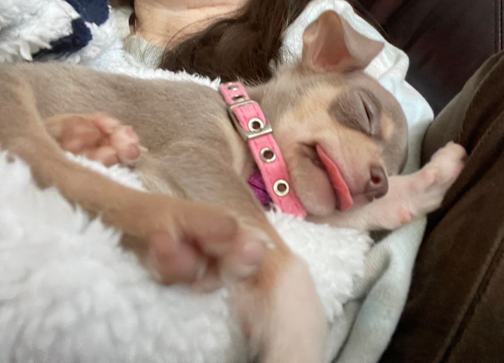 Allegra, a lavender (light gray) and tan chihuahua puppy wearing a pink collar. She is almost 9 weeks old, is asleep and laying on her side in my arms on a white fluffy blanket. You can see her tiny pink toe beans and paws are mostly pointed to the camera. Her little pink tongue is flattened out and stuck out a bit. 