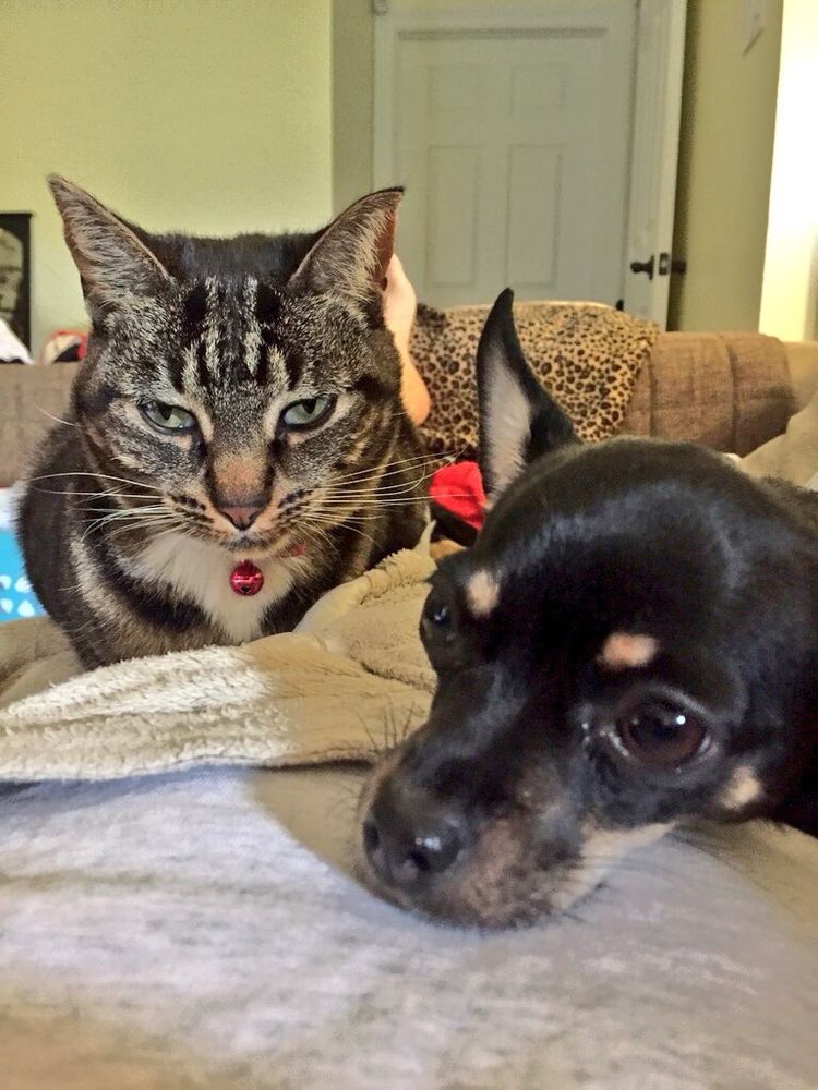 A 3 month old chiweenie puppy who is black with a few spots of tan in lying on my stomach and heating pad and a brown and black tabby cat with green eyes and a bright pink collar and bell lays on the other side of my stomach also on the heating pad of course. 