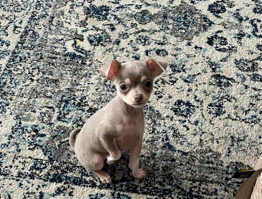 A light brown and tan chihuahua puppy is sitting on a blue and gray patterned rug with a creamish colored background. She is looking up and the camera and her left front paw is raised up towards her body. 