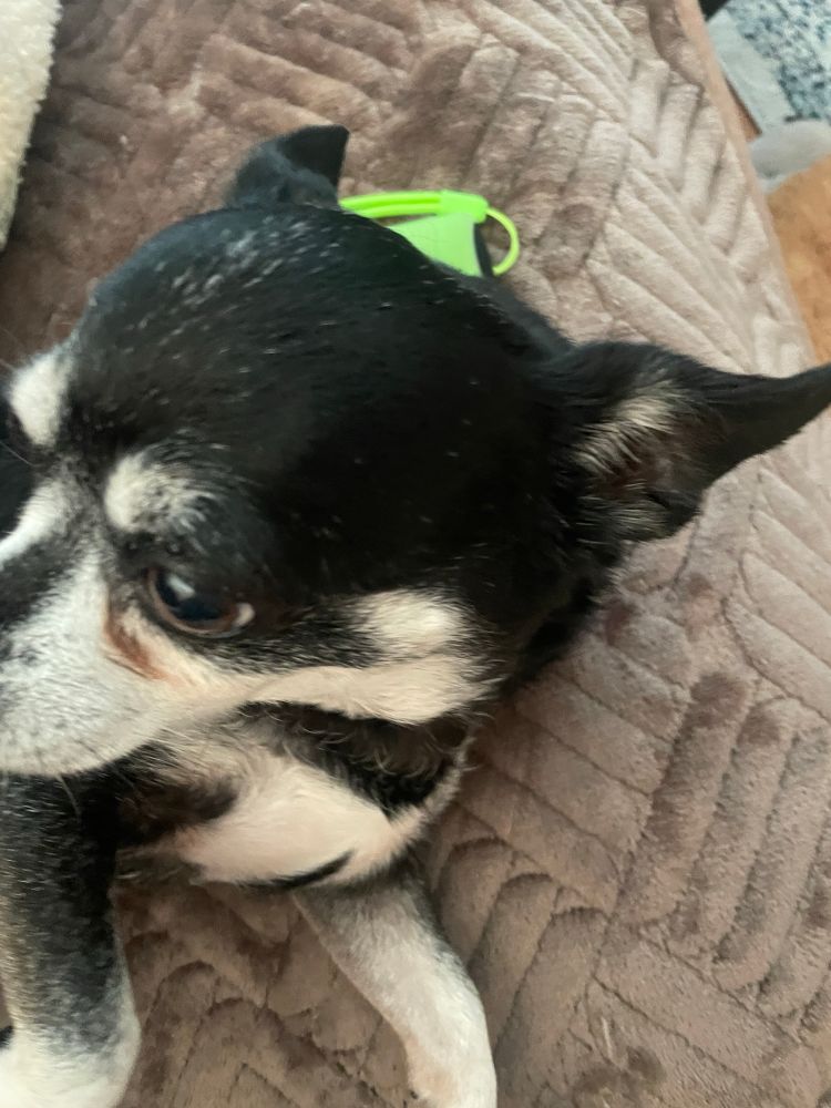 A black and tan chiweenie is looking off camera but you can see a small streak of white hairs going back along the curve of her head.