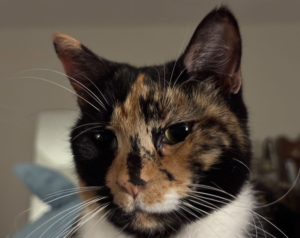 Head shot of a very serious looking small calico cat. She has long white whiskers and a white ruff around her neck, and a dark face with splotches of orange. 