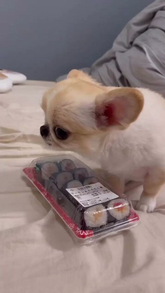 short nosed chihuaua making side-eyes over a tray of sushi