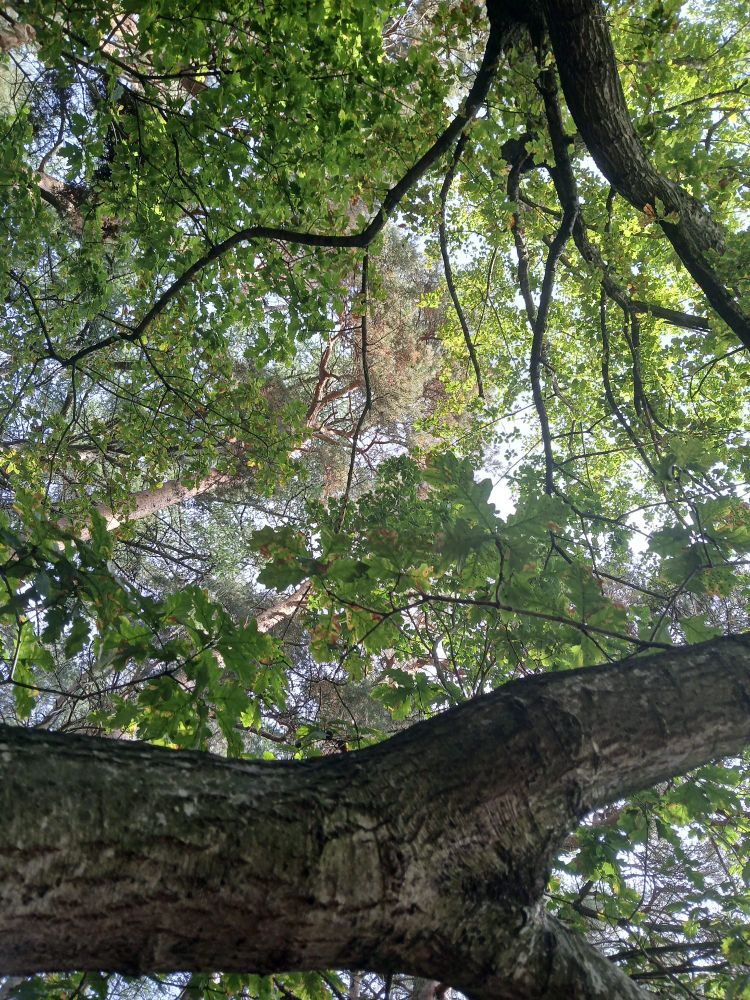 View of trees from in a hammock