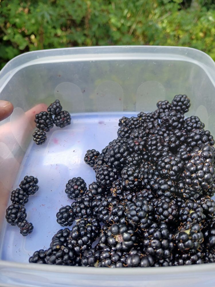 Blackberries in a tub