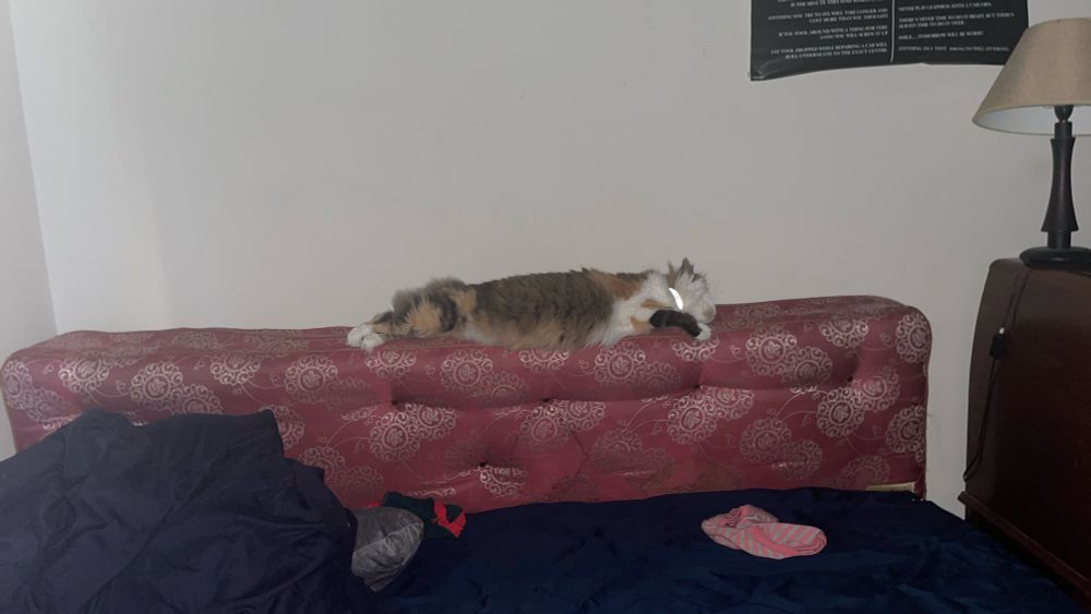 Cat named Cally asleep on the mattress between my bed and wall, stretched out a million miles long 