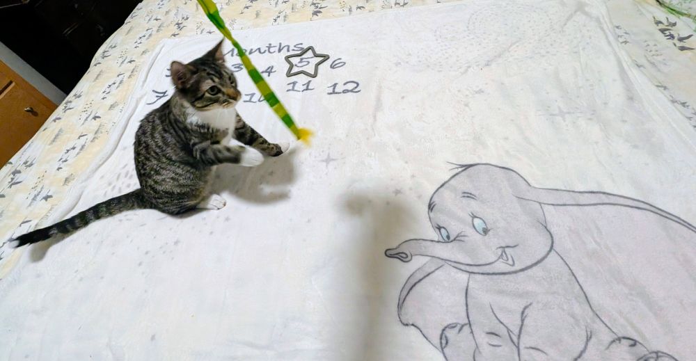 A beautiful grey black brown and white male tabby kitten is shown on a Dumbo baby blanket showing he's 5 months old now as he chases a toy with a green and yellow tail.