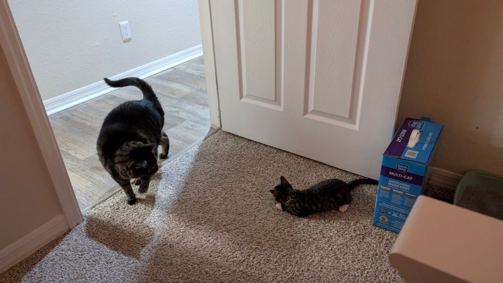Jenny (a beautiful brown tabby girl cat) is shown walking into a room where Fergus a small male grey black and brown tabby kitten is waiting for her and hoping to play if she'll let him. 