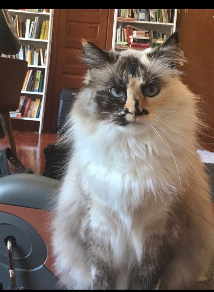 A beautiful white cat with calico coloring on her face and legs stares directly into the camera disapprovingly. Her name is Miette. Iykyk. 
