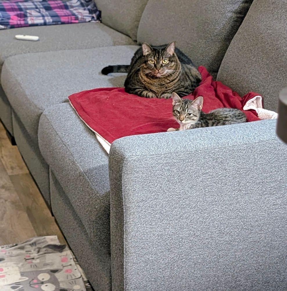 A beautiful brown tabby girl cat named Jenny is shown sitting on a red blanket on a grey couch next to a handsome grey black brown and white male tabby kitten named Fergus.