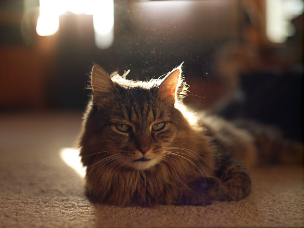 A tabby cat with a sunbeam laying on him. Dust sparkles above him from the beam.