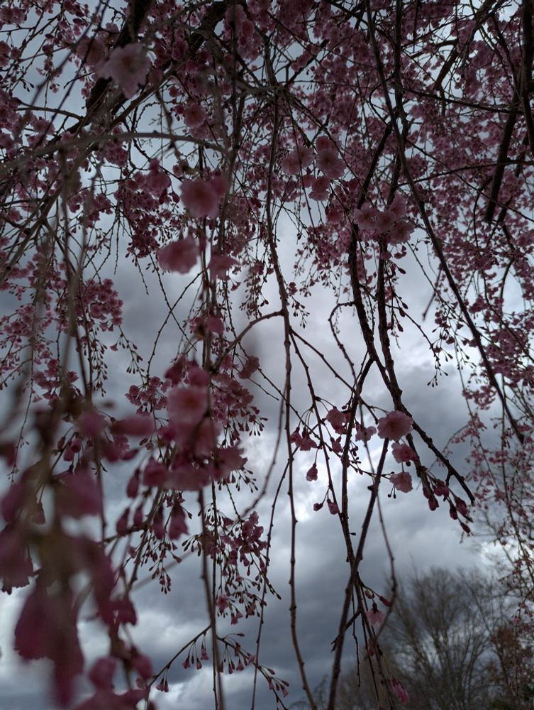Cherry blossoms and a stormy sky