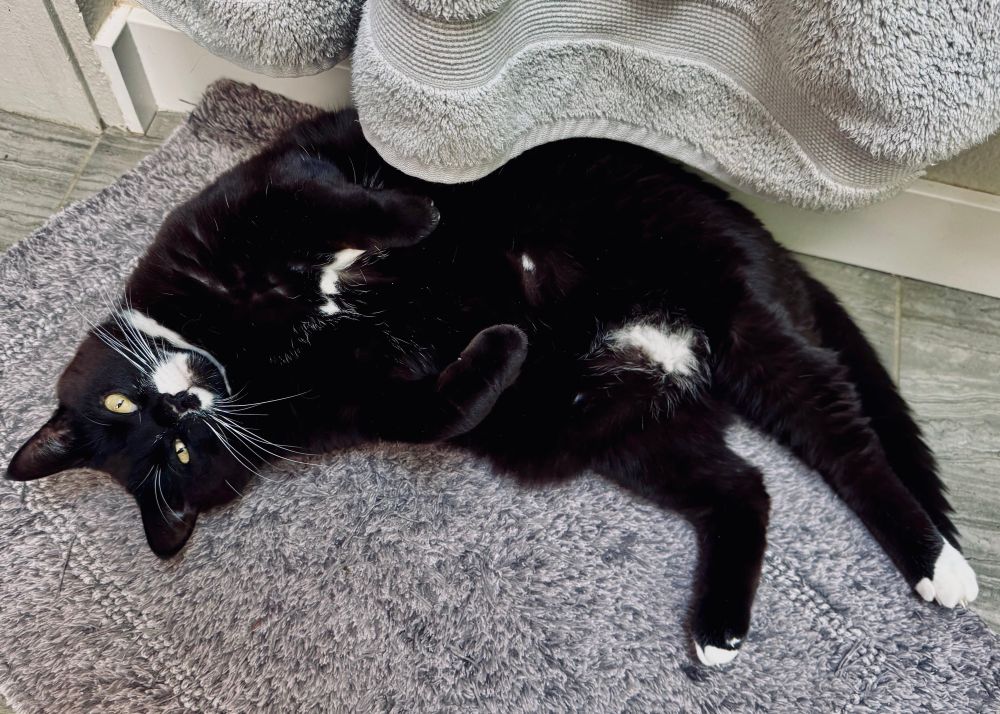 Tux cat laying on her back, looking at the camera. 
