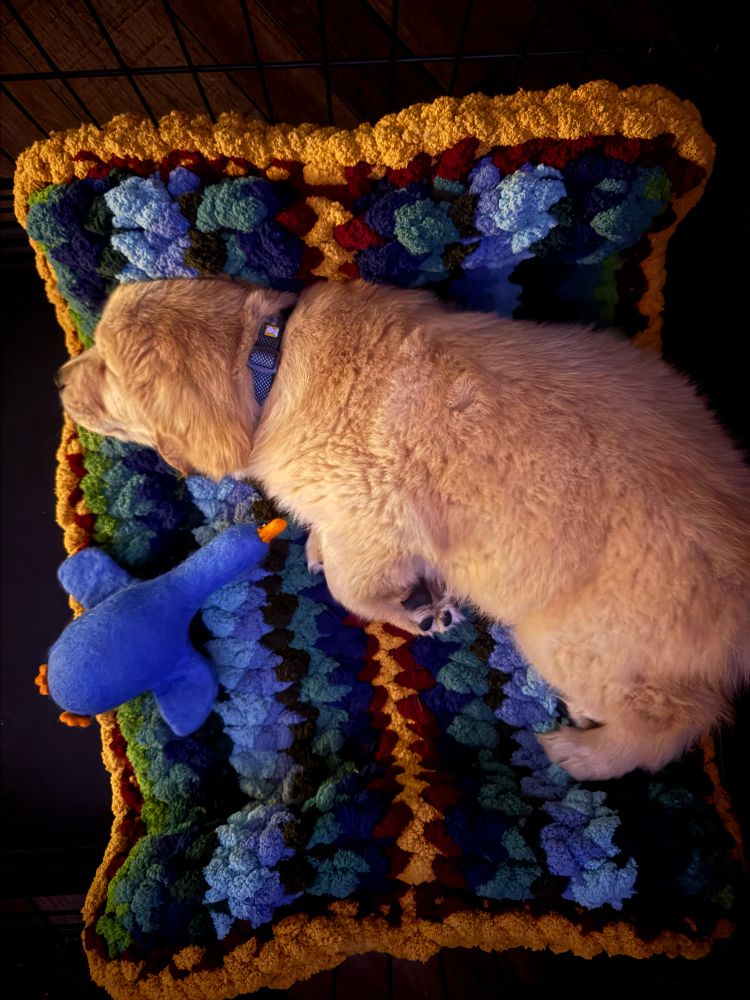 Golden retriever puppy sleeping on a yarn bed with stuffed, felt duck. 