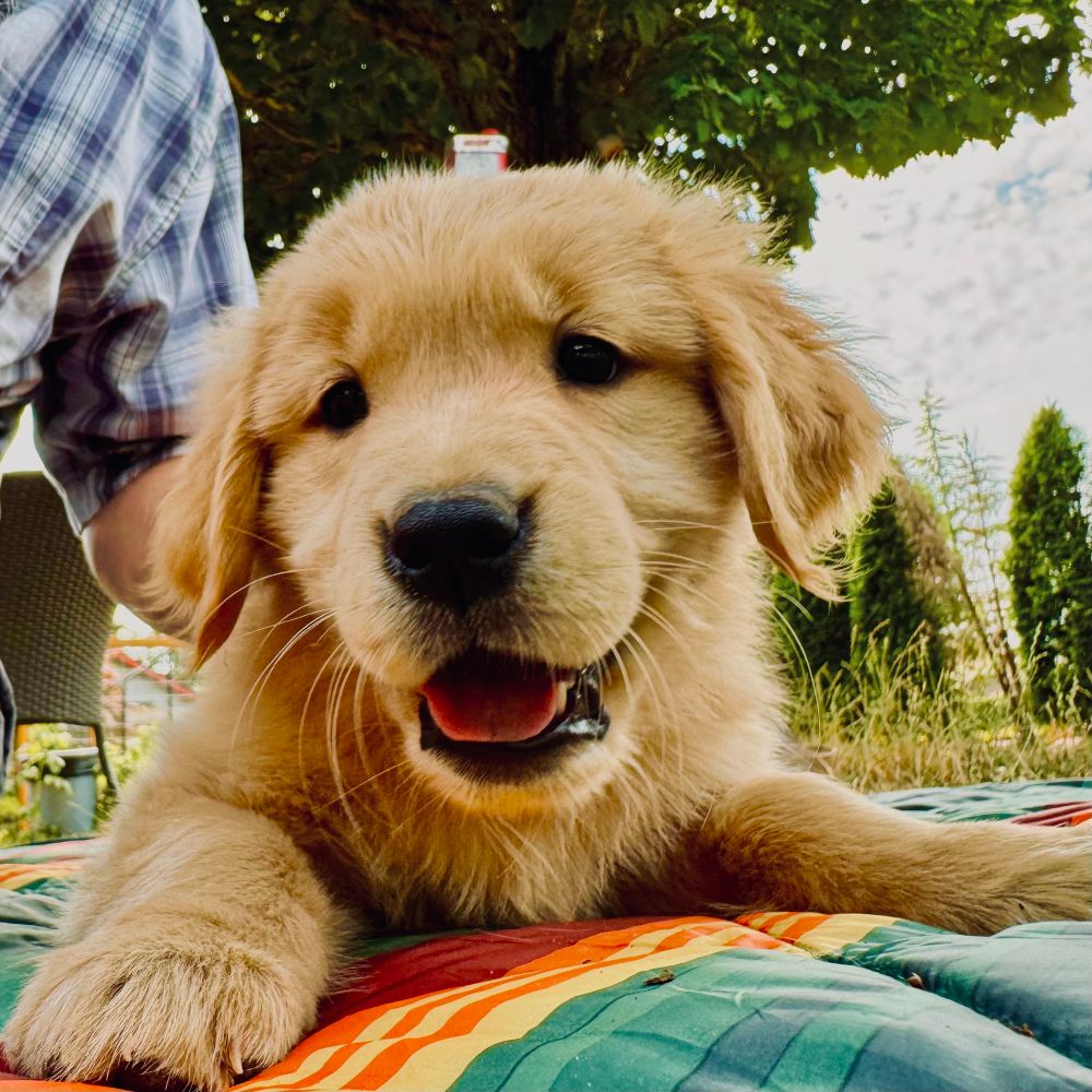 Fluffy golden retriever 
