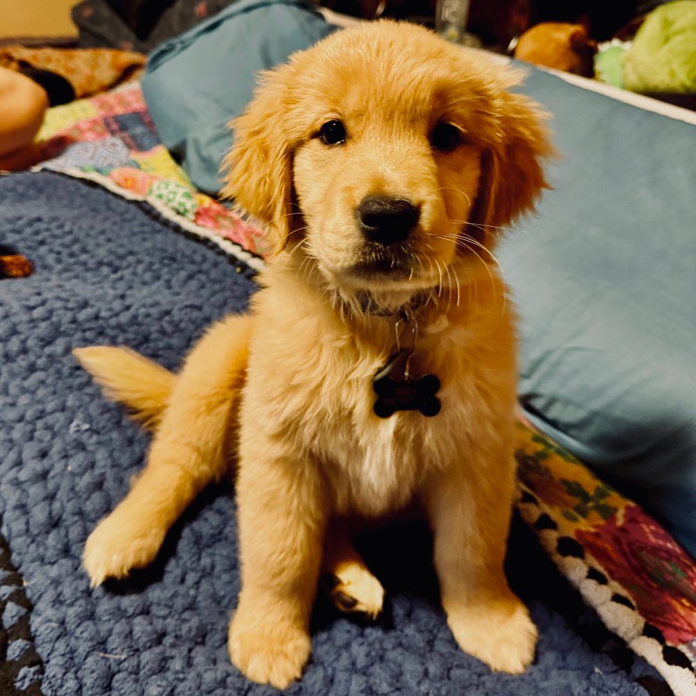 Golden retriever puppy sitting on a yarn blanket