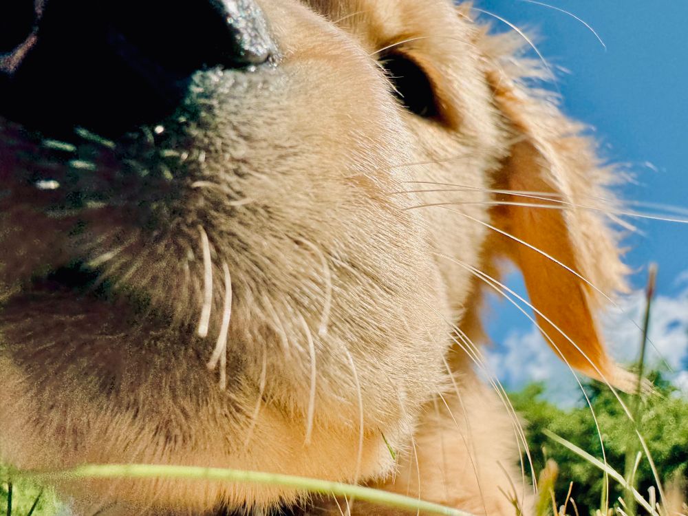 Up close picture of a golden retriever puppy face. 