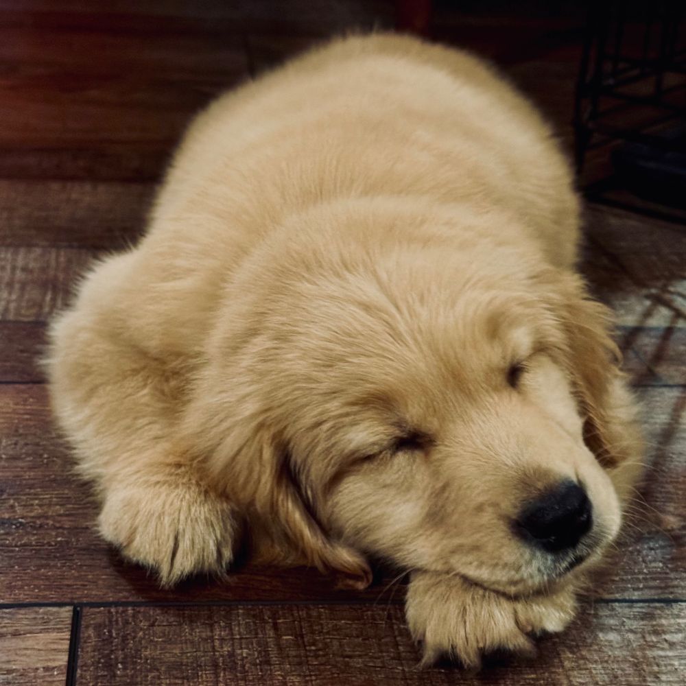 Sleeping fluffy golden retriever 