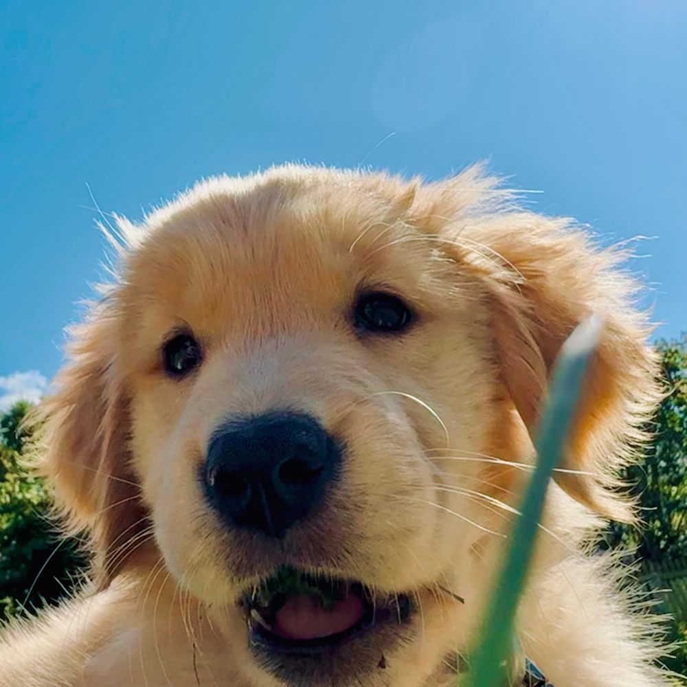 Golden retriever puppy face