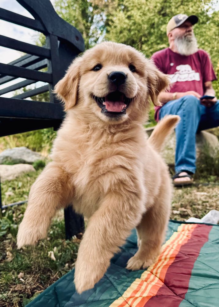 Fluffy golden retriever 