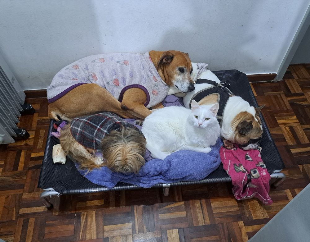 A picture of Bernadete (an old and big gold mutt), Chewie (a blind gold shitzhu), Unic (a paraplegic piebald french bulldog) and Pink (a white fluffy cat) laying together on a big pet bed 