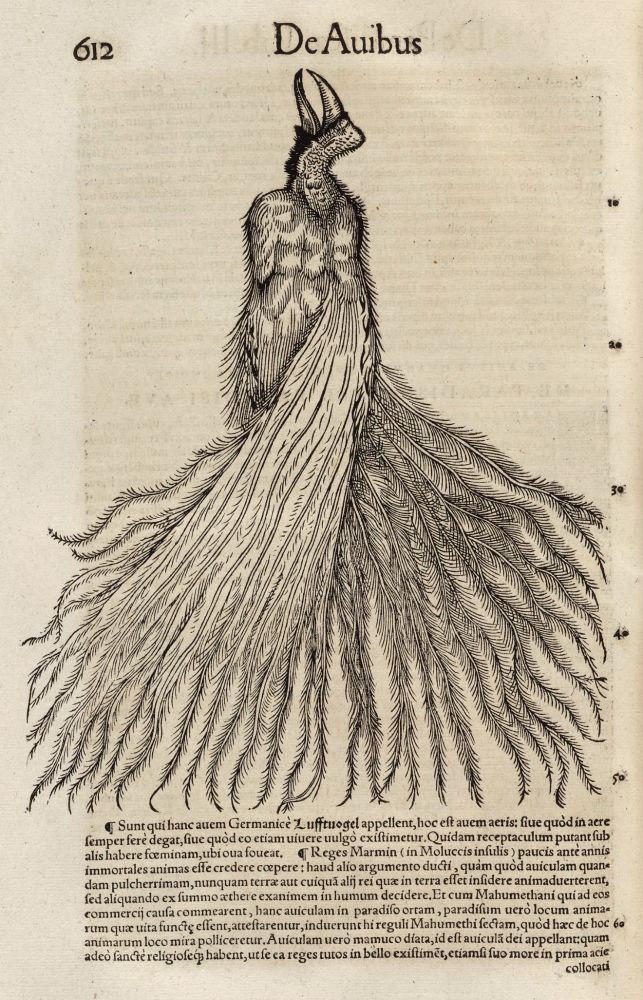 An illustration of a bird of paradise from Conrad Gessner’s Historiæ animalivm, Tigvri [Zurich], Apvd Christ. Froschovervm, [1551-1587]