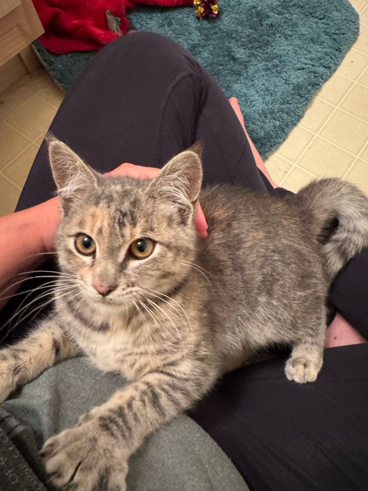 A tortie-tabby kitten with golden brown eyes, sitting on a human lap and attempting to climb their torso.