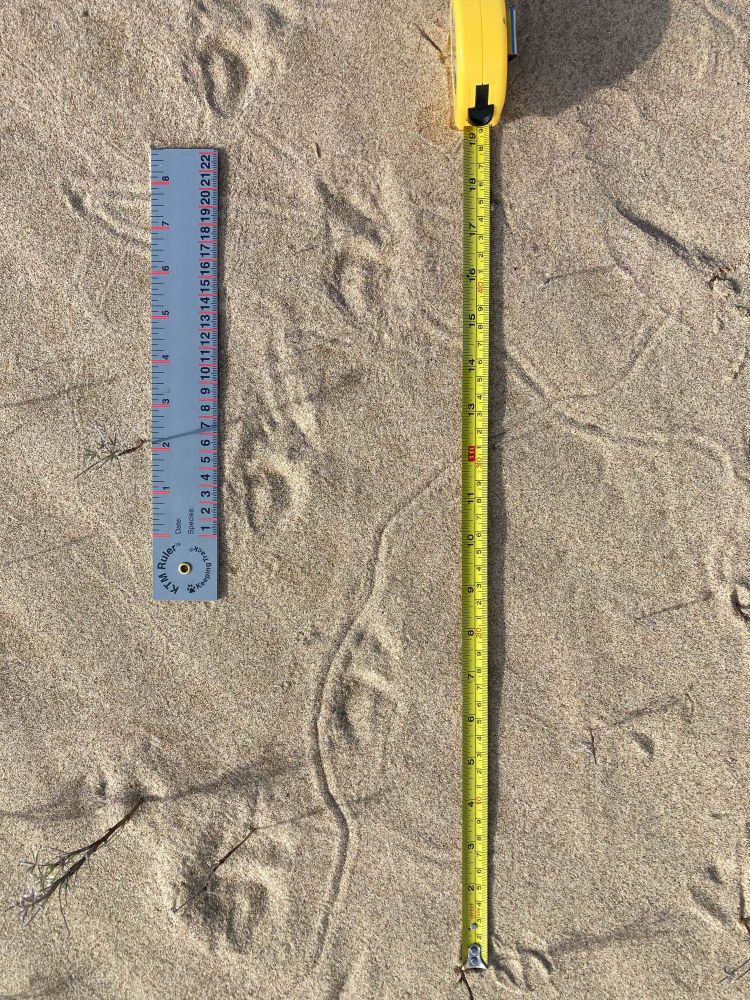A set of tracks in dry sand, showing an oval palm pad with the pinpricks of four claws out in front. Each track is 7-8 cm long including claws.