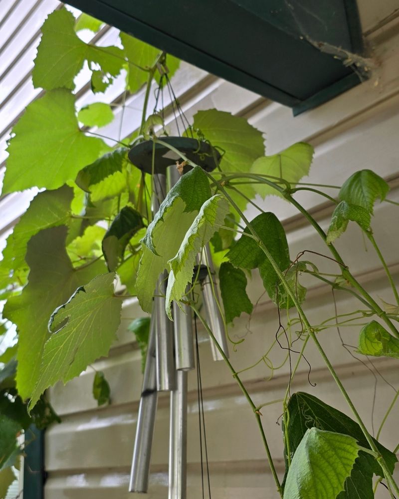 "When nature reclaims all we love, it'll have to pry us from our cold, dead hands." A wind chime tangled up in a grape vine.