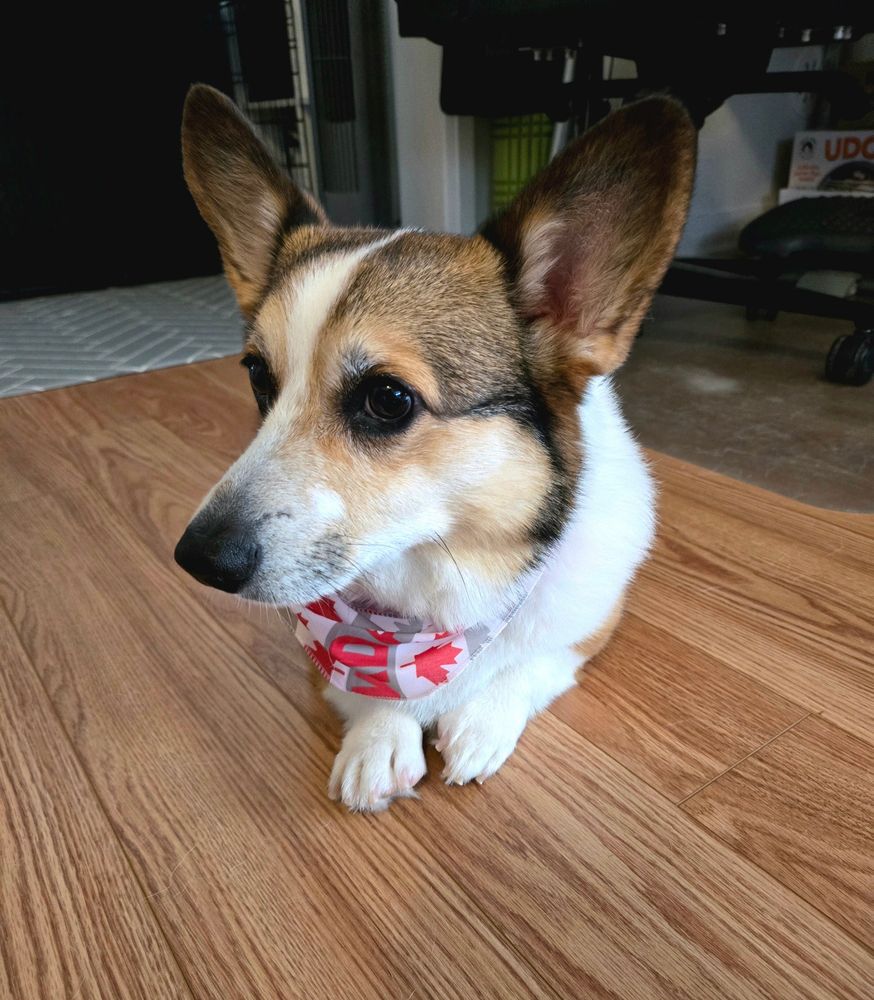 Corgi laying down while wearing a Canadian red maple leaf themed bandana. 