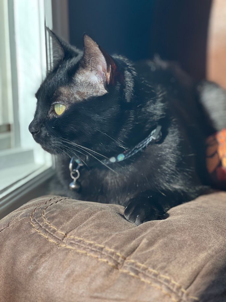 my black cat Nox celebrating national black cat day! 