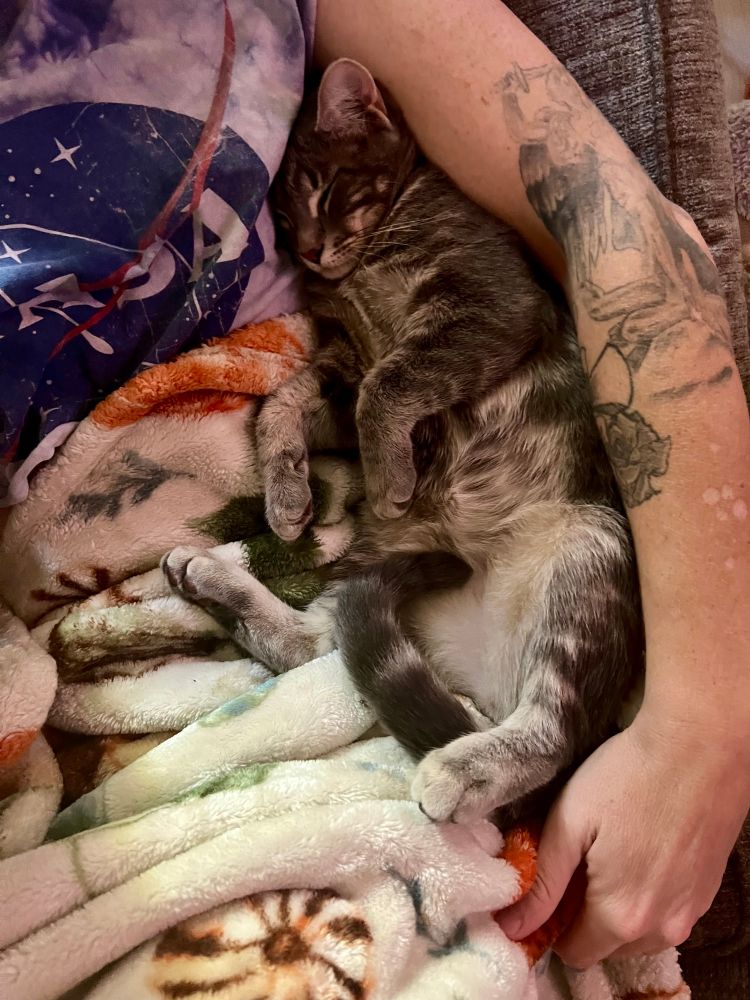 meowrice a grey tabby napping and cuddling me