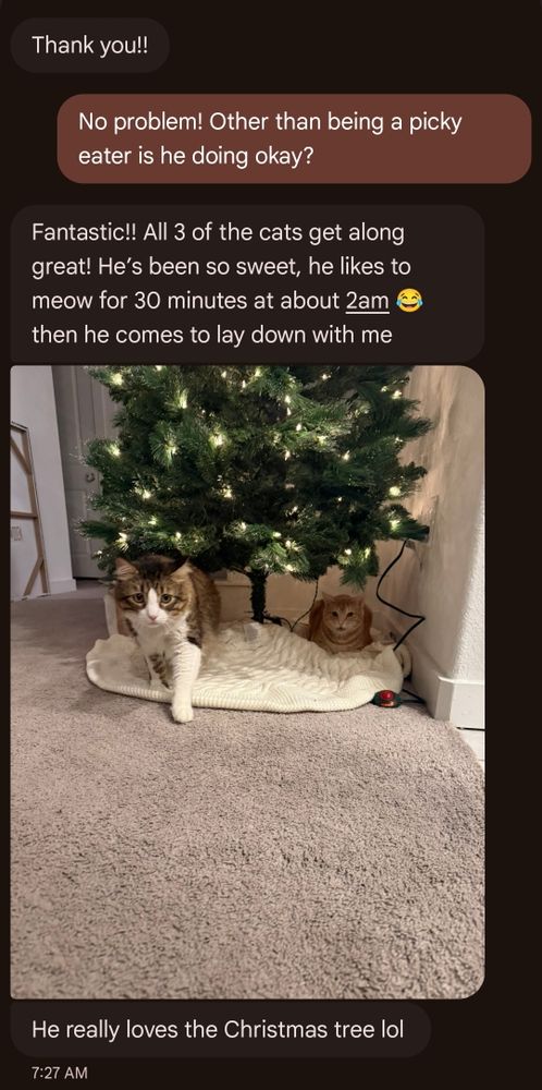I asked the lady how my cat Philo is doing and I received a pic of him under a Christmas tree with an orange cat. She says all 3 of the cats are getting along great. He has been so sweet and likes to meow for 30 minutes at 2am before going to bed with her