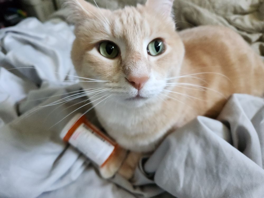 Teddy laying on a bed with a blurry prescription bottle in front of him, his ears are back and he looks kinda furtive