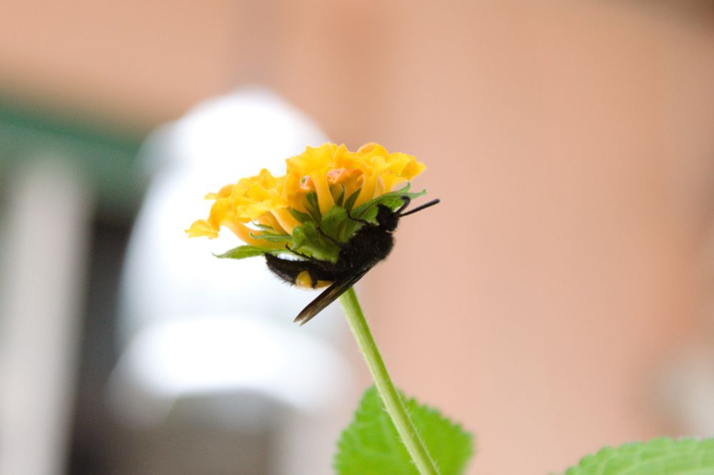 Color photo of a black wasp with two yellow bands resting on one under some yellow flowers.