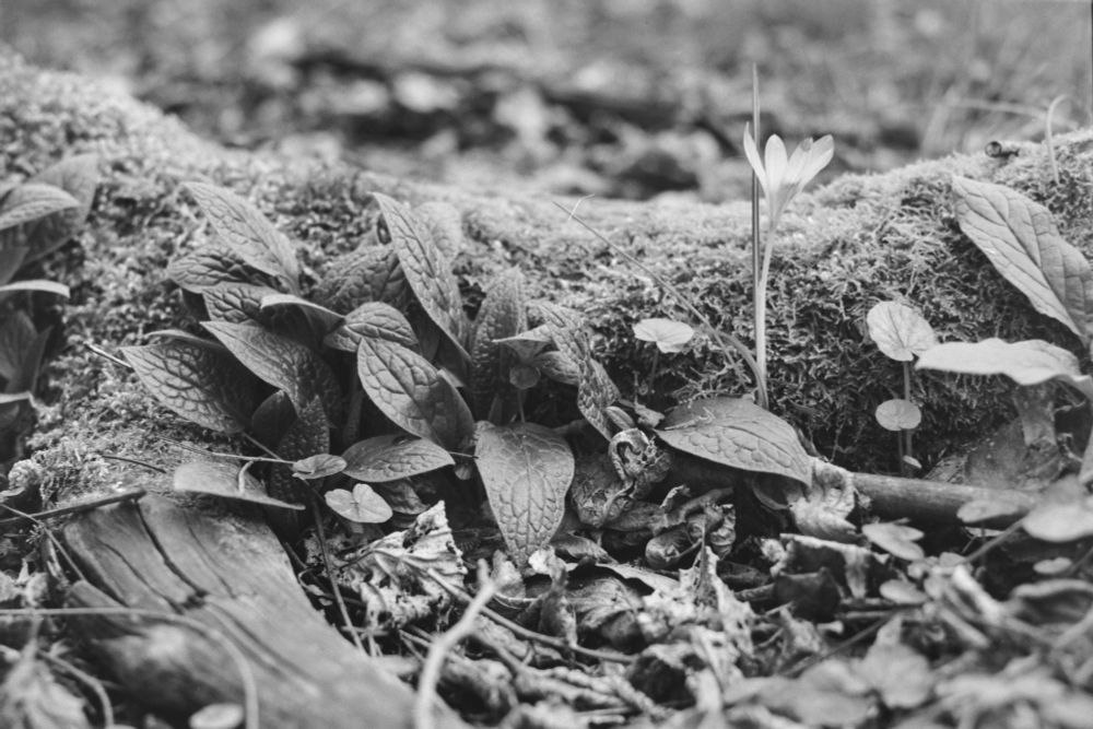 A crocus flower appears next to a moss-covered trunk.