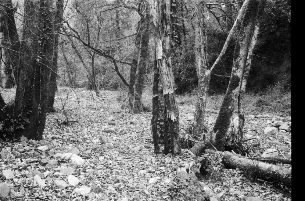 Black and white photograph of a poplar forest at the bottom of a narrow valley along the banks of a river.