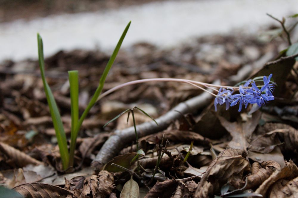 Color photo of a Scilla bifolia plant. From a carpet of dry leaves emerge two ribbon-shaped leaves. In the middle of these leaves emerges a stem at the top of which is a raceme of purple flowers.