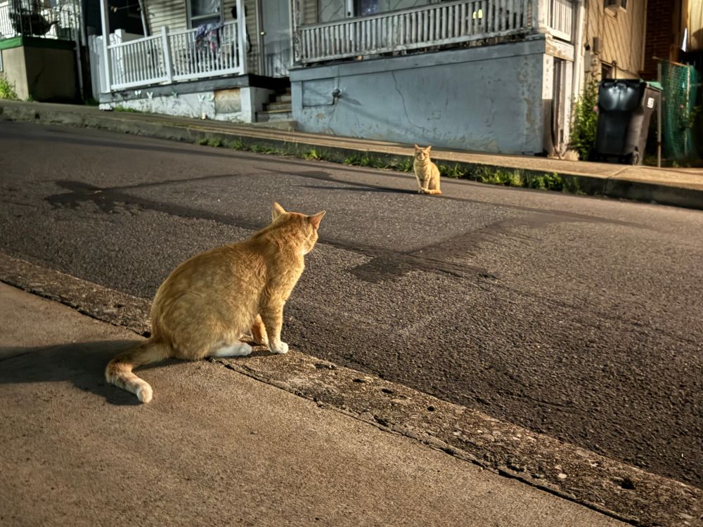 A photo of two cats squaring off in the street looking like a Pokémon battle