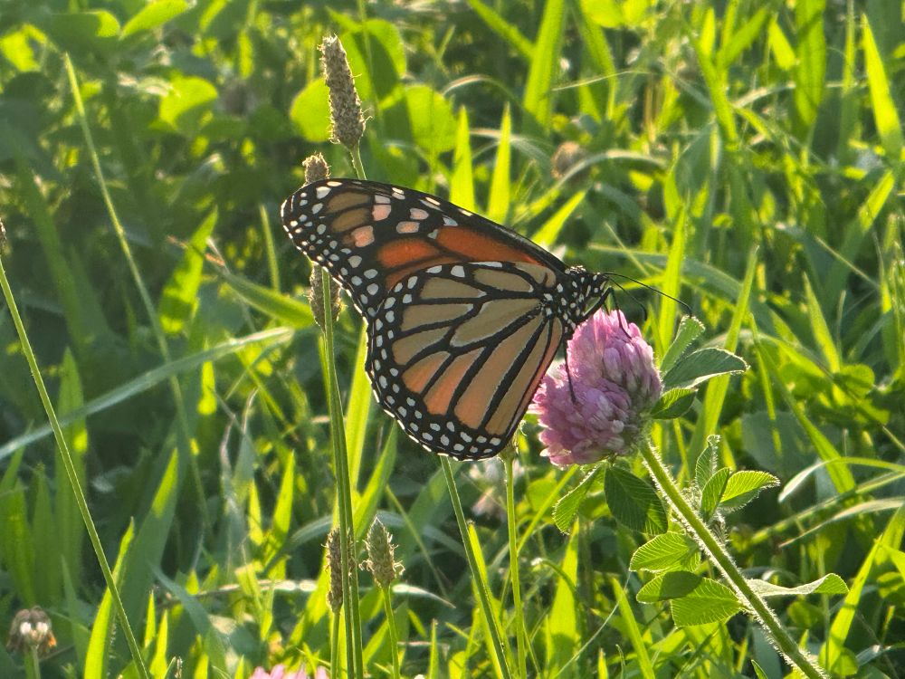 A monarch butterfly in golden sunlight nestled upon a pink grass or weed flower with a background of tallish grass